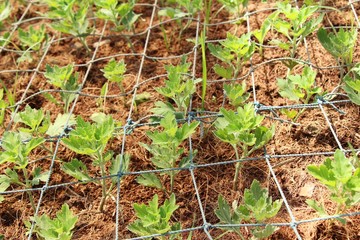 Chrysanthemum trees in the garden with nature