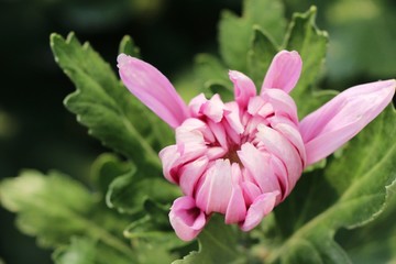 Chrysanthemums flower is beautiful in the garden