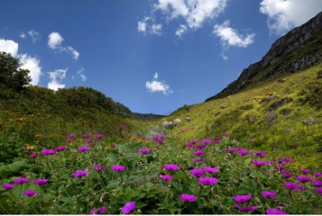Obraz premium flowering meadows and village landscapes.savsat/artvin/turkey 