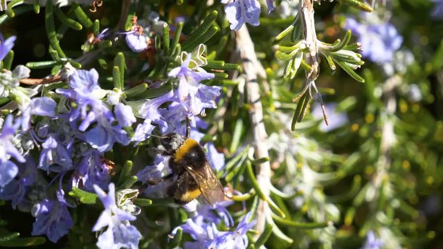 Agitated Bumblebee trying to pollinate rosemary flower