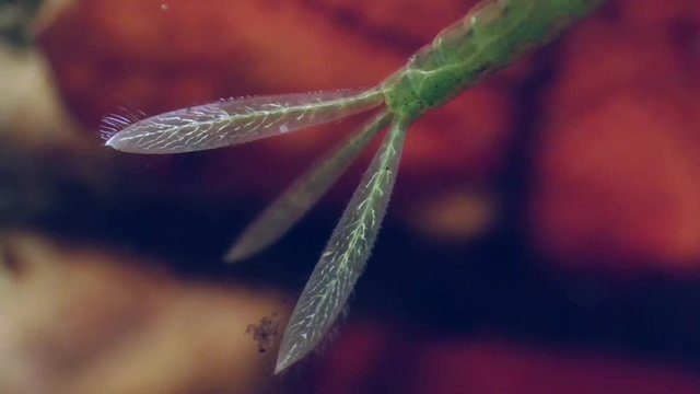 Kleinlibellen oder Wasserjungfern (Zygoptera) Larve
