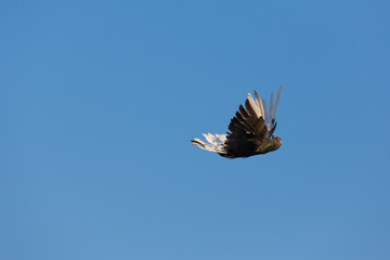 A tumbler pigeon in flight tumblering and rolling over in blue sky.