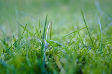 green grass 