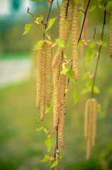 Earrings blossomed on a birch tree and blue background
