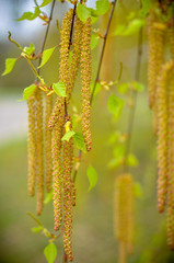 Earrings blossomed on a birch tree and blue background