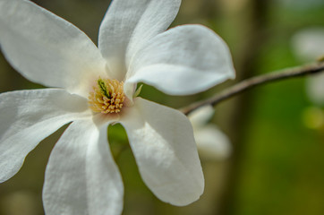 Fototapeta na wymiar Flower of white magnolia up close