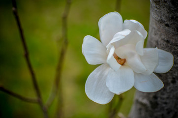 Flower of white magnolia up close