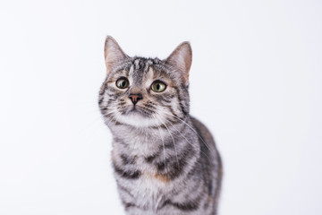 Katze hat hunger und ist neugierig