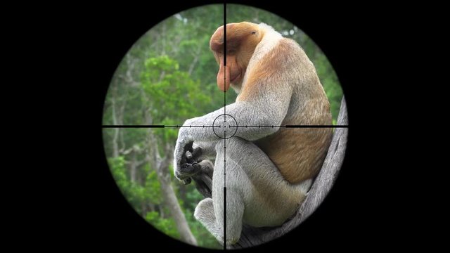 Male Proboscis Monkey (Nasalis Larvatus) Seen in Gun Rifle Scope. Wildlife Hunting. Poaching Endangered, Vulnerable, and Threatened Animals