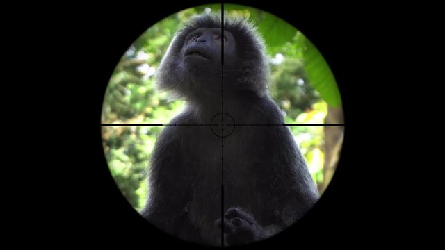 Black Gibbon Monkey Seen in Gun Rifle Scope. Wildlife Hunting. Poaching Endangered, Vulnerable, and Threatened Animals