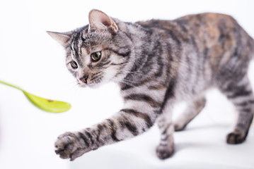 Katze hat hunger und ist neugierig