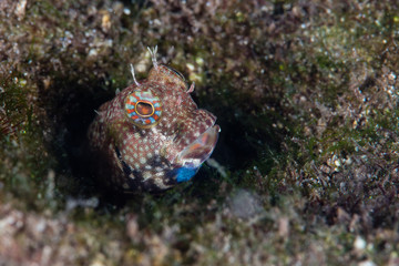 Cute Blenny on Reef in Papua New Guinea