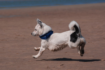 small dog on the sandy beach