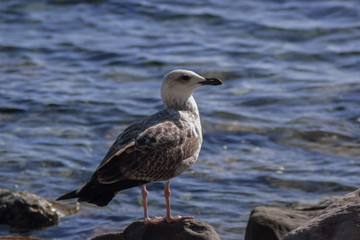 seagull