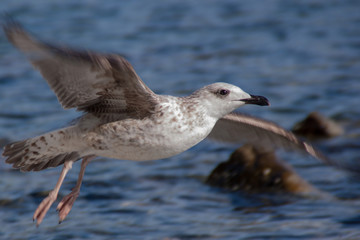 seagull