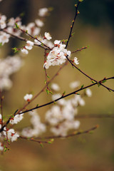 cherry blossom in spring. Branch white flowers on a yellow background, close up