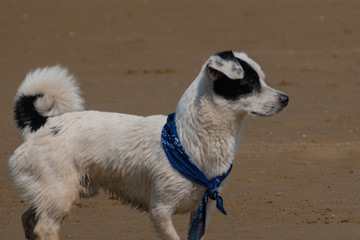small dog on the sandy beach
