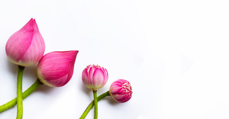 Lotus flowers on white. Copy space