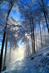Soleil d'hiver en Alsace