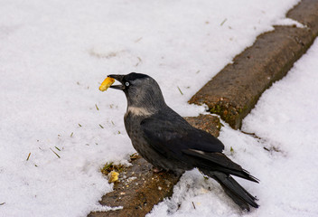 The bird is a jackdaw eats crackers thrown on her lawn.