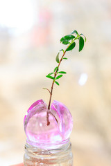 цветок растет в гидрогеле