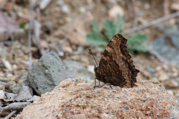 Nymphalidae / Karaağaç Nimfalisi / / Nymphalis polychloros