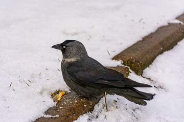 The bird is a jackdaw eats crackers thrown on her lawn.