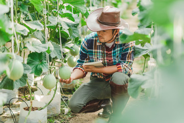 Young farmer examine cantaloup seed in cantaloup  fields