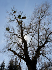 tree and sky and nature landscape