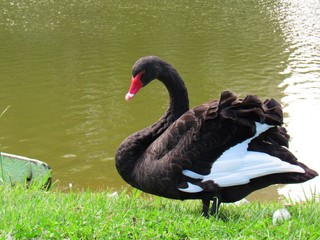 Obraz premium cisne