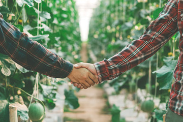 Two man shaking hands in the cantaloup field,Concept of agricultural cooperation