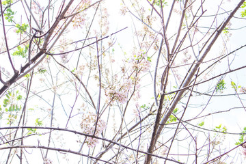 white flower tree nature background