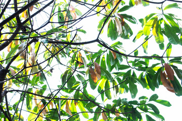 leaf branch tree nature background