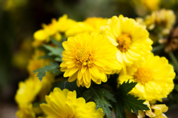 yellow flower nature background