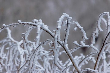 Frost on a tree branch.