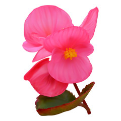 Pink begonia flowers - obrazy, fototapety, plakaty