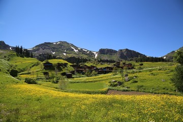 flowering meadows and village landscapes.savsat/artvin/turkey 