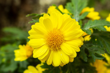 yellow flower nature background