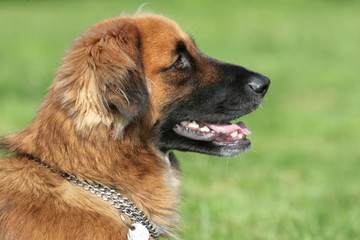 Kopf eins langhaarigen braunen Hundes vor grünem Hintergrund