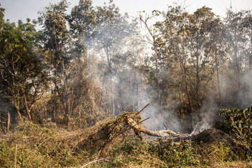 smoke burn forest tree dry