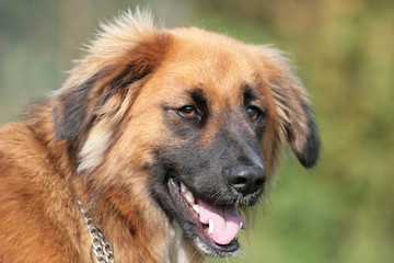 Kopf eines braunen Hundes vor grünem Hintergrund