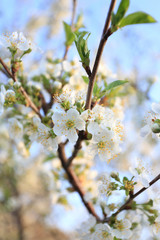spring cherry blossom