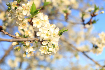 spring cherry blossom