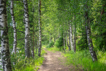 Idyllic path in forest with lush birches at spring day in Finland