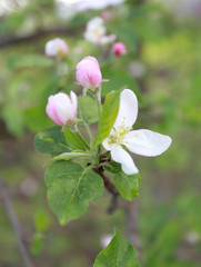 spring flowers