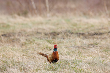 Irish Pheasant