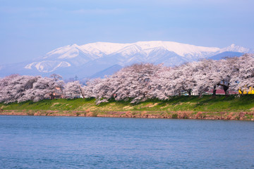 白石川堤一目千本桜