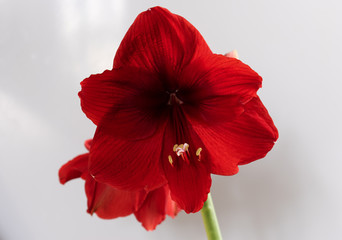 Homemade flower blooms in red.