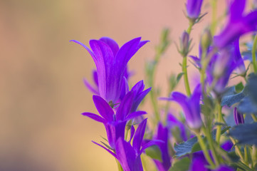 purple violet easter flower spring blossom in my garden