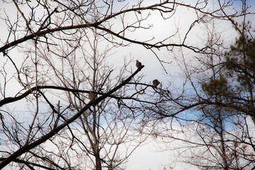 Birds in Trees